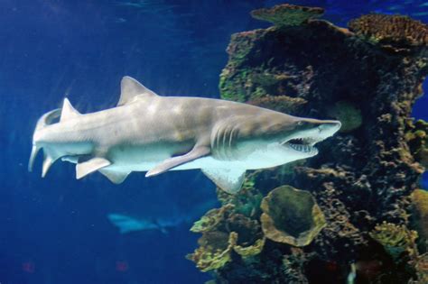 Do Sharks Have Swim Bladders, and Why Do They Prefer Moonlit Nights for Deep Dives?