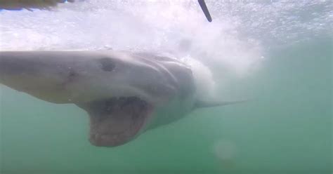 How Fast Can a Great White Swim: And Why Do They Always Look So Serious?