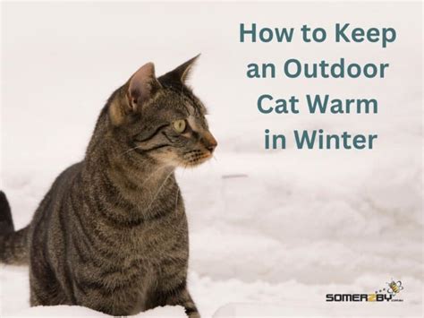 How to Keep Outdoor Cats Warm: A Comprehensive Guide to Feline Comfort in the Cold