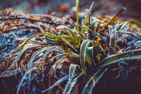 How to Keep Outdoor Plants Alive in Winter: And Why Snowmen Might Be the Secret Gardeners